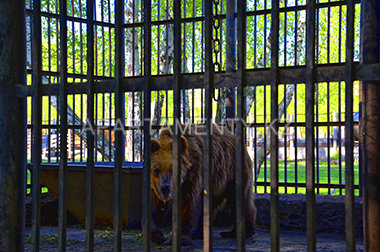Медведь в зоопарке, Боровое